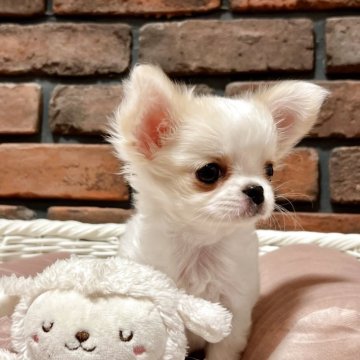 チワワ(ロング)【徳島県・女の子・2025年6月14日・パーティー(クリーム&ホワイト)】の写真「小ぶりでお鼻が短くとても可愛い女の子♡」