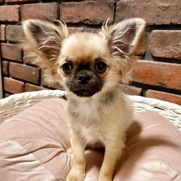 チワワ(ロング)【徳島県・女の子・2025年1月6日・フォーン】の写真「お鼻の短い可愛い女の子です♡」