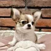チワワ(ロング)