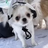 チワワ(ロング)