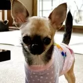 チワワ(スムース)【徳島県・女の子・2025年1月6日・フォーン】の写真2