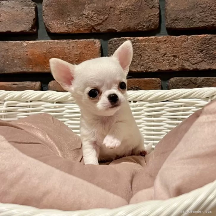 ⅯK 様のお迎えした子犬