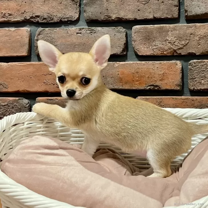 ID:2406-01193の子犬