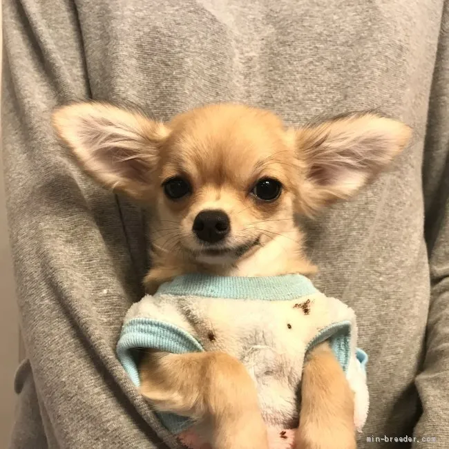 H.I 様のお迎えした子犬