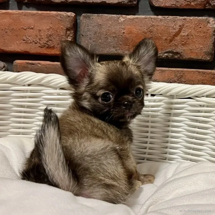 甲斐泰地 様のお迎えした子犬
