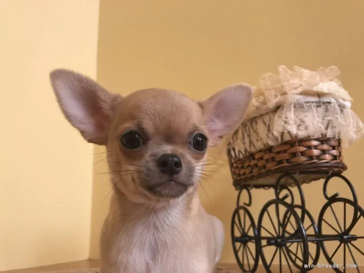 ID:1812-01873の子犬