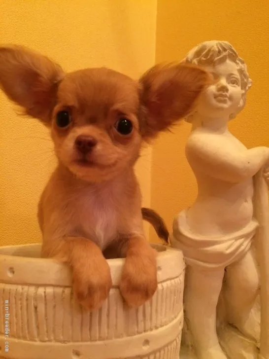 LuLu 様のお迎えした子犬