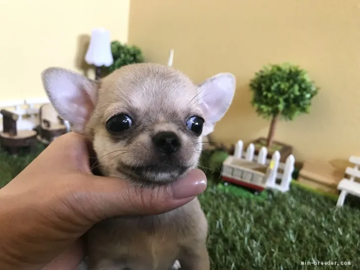 ID：1909-01947の子犬