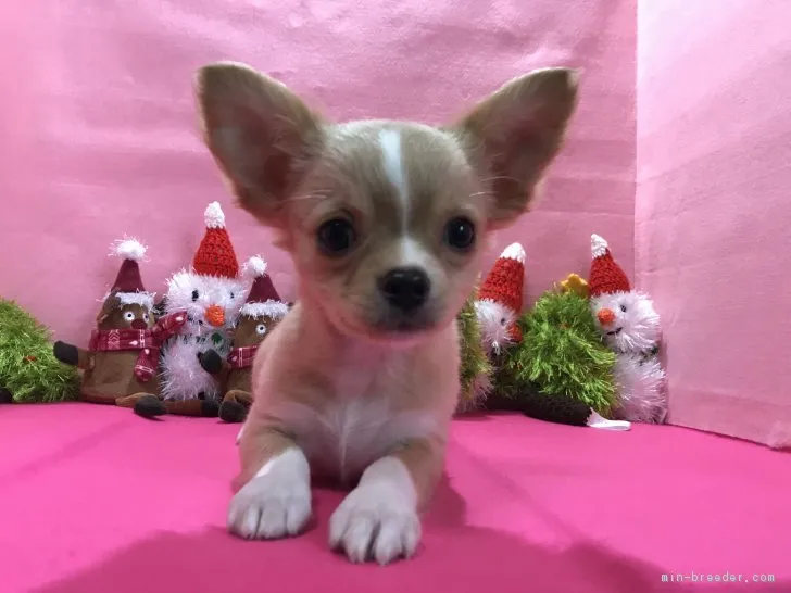 ヨシ 様のお迎えした子犬