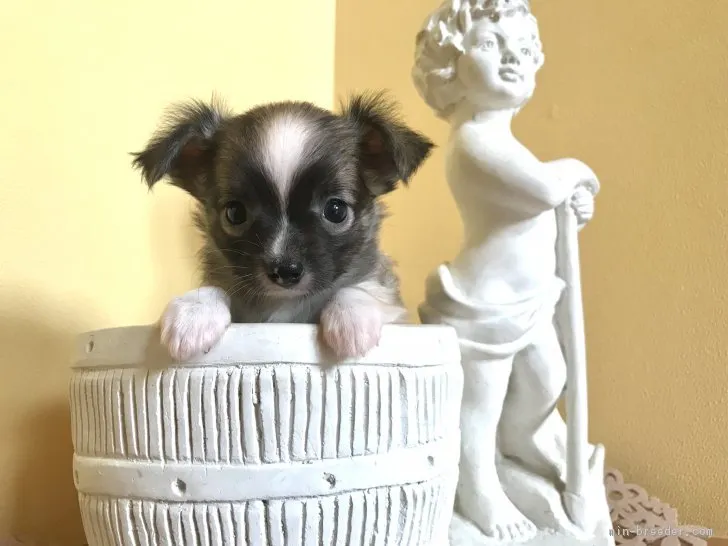 ID：1809-01026の子犬