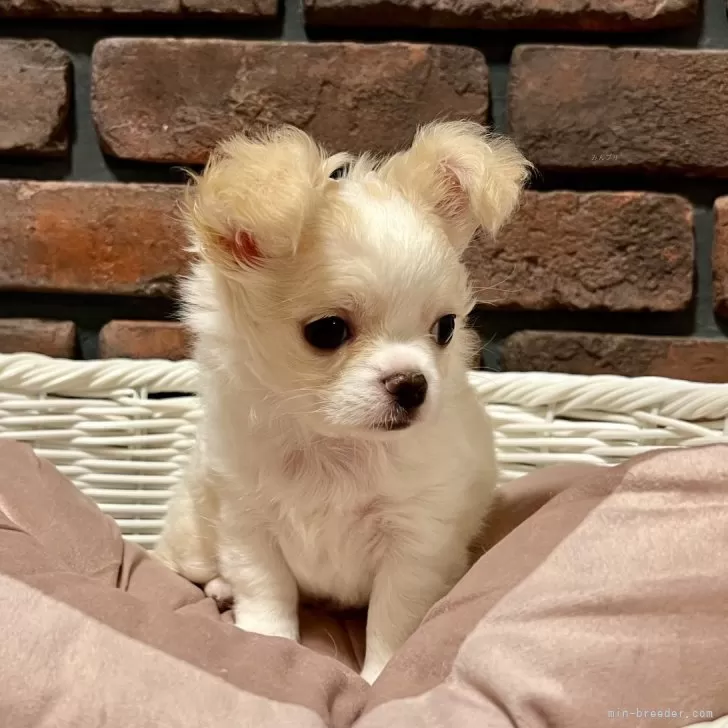 ID：2312-01118の子犬