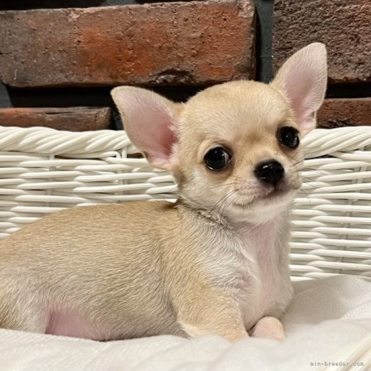 dog_img_1_9a623f1f4f24.jpg