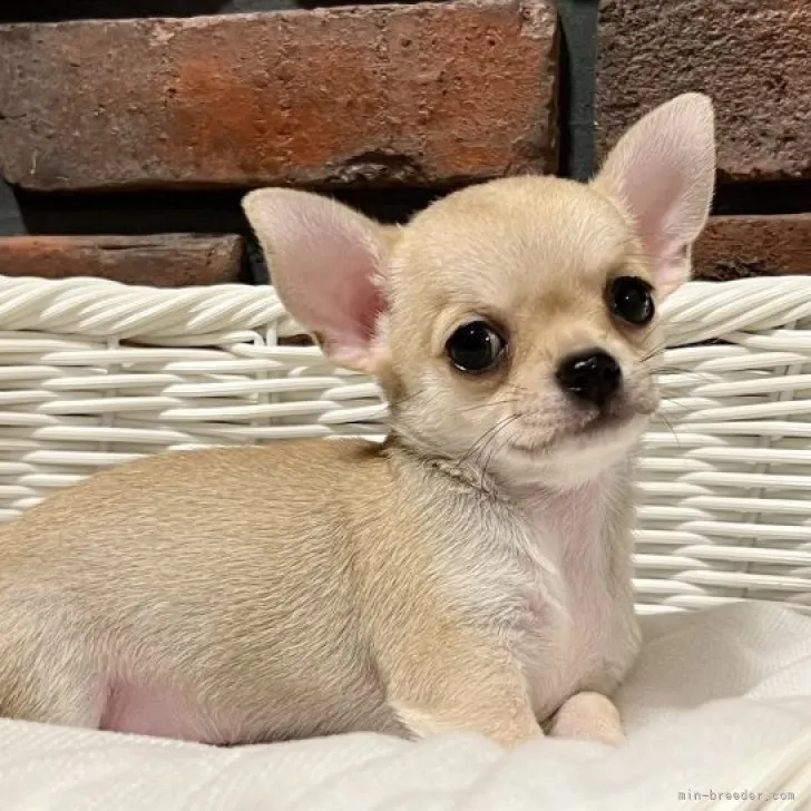 Y.I 様のお迎えした子犬
