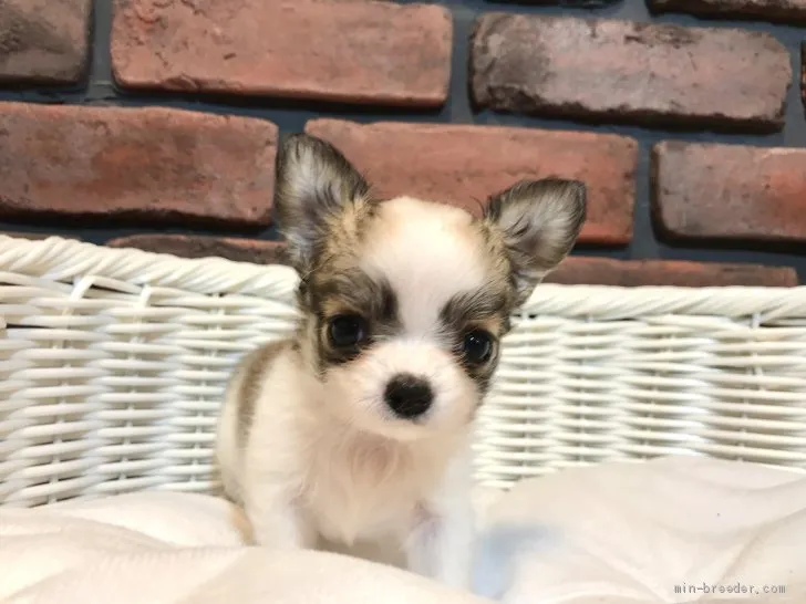 ID：2106-02912の子犬