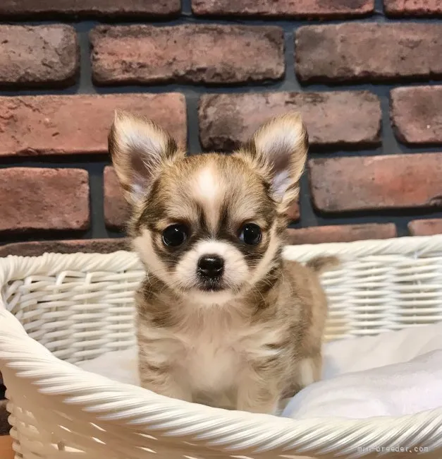 ID：2201-02126の子犬