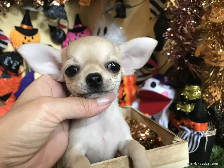 H.S 様のお迎えした子犬