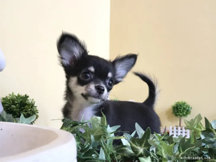 S.R 様のお迎えした子犬