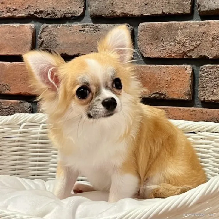 ID：2212-04575の子犬