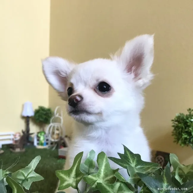 Y 様のお迎えした子犬