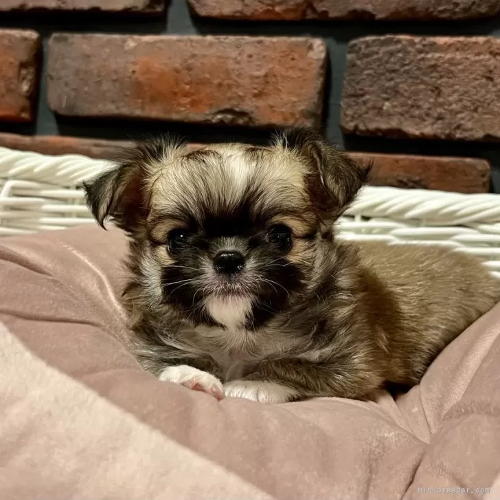 ID：2402-04073の子犬