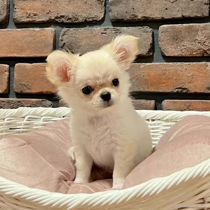 T.S 様のお迎えした子犬