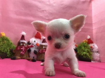 チワワ(ロング)【徳島県・女の子・2017年10月28日・ホワイト&クリーム】の写真「ちっちゃな可愛い白雪姫(^^)」