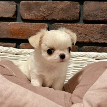 チワワ(ロング)【徳島県・男の子・2024年1月2日・クリーム&ホワイト】の写真「お鼻の短いアニメ顔の可愛い男の子です♡♡」