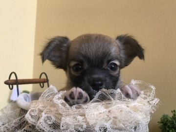 チワワ(ロング)【徳島県・男の子・2019年7月24日・フォーン】の写真「明るく可愛い男の子♡パパはチャンピオン！」