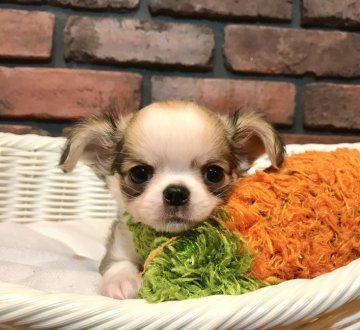 チワワ(ロング)【徳島県・男の子・2021年3月25日・フォーン&ホワイト】の写真「優しいお顔の可愛い男の子♡」