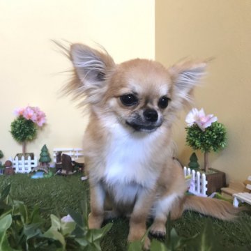 チワワ(ロング)【徳島県・男の子・2018年11月3日・フォーン】の写真「メルティーボーイ♡♡パパはチャンピオン」