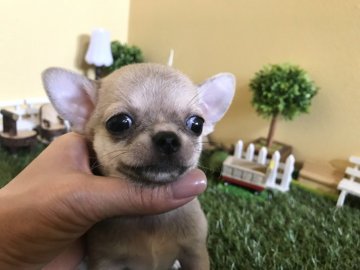 チワワ(スムース)【徳島県・男の子・2019年8月7日・フォーン】の写真「可愛い男の子です♡♡」