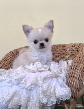 チワワ(ロング)【徳島県・男の子・2020年1月20日・クリーム&ホワイト】の写真「PRAクリア。スペシャル可愛い小ぶりな王子様♡♡」