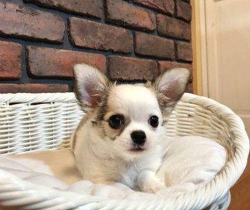 チワワ(ロング)【徳島県・男の子・2021年1月7日・パーティー】の写真「とっても可愛いパーティーカラーの男の子です♡♡」