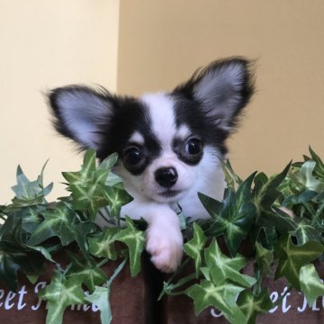 チワワ(ロング)【徳島県・男の子・2019年5月6日・ブラック&ホワイト】の写真「カラーが綺麗なハンサムボーイ♡パパはチャンピオン」