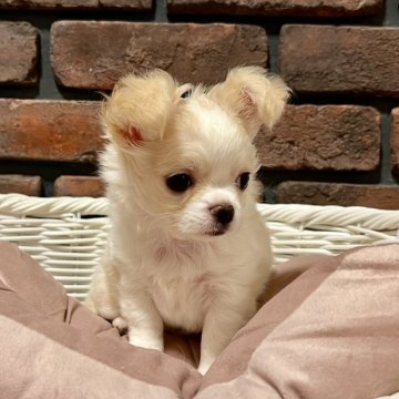 チワワ(ロング)【徳島県・女の子・2023年10月16日・パーティー】の写真「コロコロもふもふの可愛い女の子です♡♡」