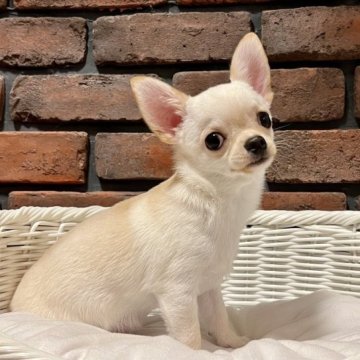 チワワ(スムース)【徳島県・男の子・2023年1月30日・クリーム】の写真「可愛いお顔の男の子です♡」