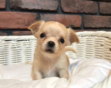 チワワ(ロング)【徳島県・男の子・2021年1月28日・オレンジ】の写真「小ぶりで可愛い男の子です♡♡」