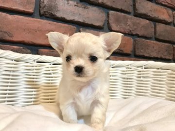チワワ(ロング)【徳島県・女の子・2021年5月15日・クリーム】の写真「女の子らしい優しいお顔のとても可愛い女の子です♡」