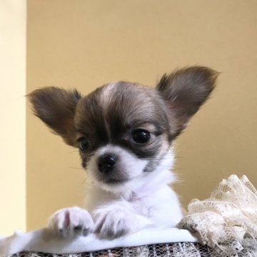 チワワ(ロング)【徳島県・女の子・2019年8月3日・パーティー】の写真「PRA発症しません。小さい可愛い女の子をお探しの方」