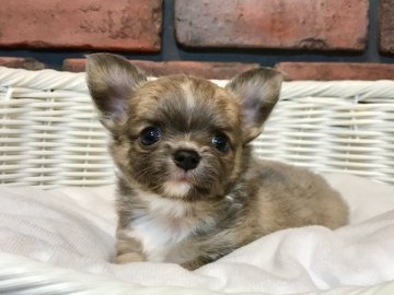 チワワ(ロング)【徳島県・男の子・2022年4月5日・ブルーフォーン&ホワイト】の写真「甘いお顔の凄く可愛い男の子です♡」