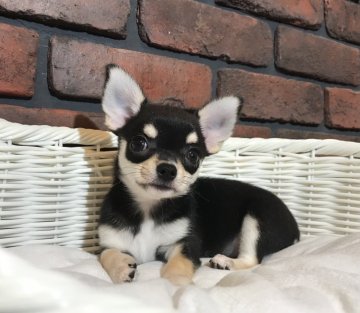 チワワ(スムース)【徳島県・女の子・2022年3月16日・ブラック&タン】の写真「うるうるお目目のとても可愛い女の子です♡」