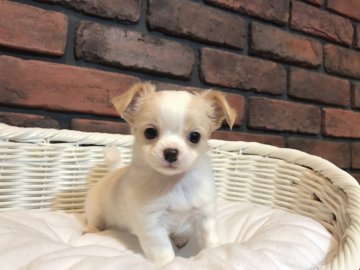 チワワ(ロング)【徳島県・女の子・2020年8月25日・クリーム&ホワイト】の写真「とても甘えん坊さんで可愛い女の子です♡♡」