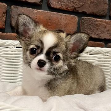 チワワ(ロング)【徳島県・女の子・2022年8月19日・フォーン&ホワイト】の写真「控えめな美人さんです♡」