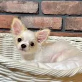 チワワ(ロング)【徳島県・男の子・2022年5月8日・パーティー(ホワイト&クリーム)】の写真1