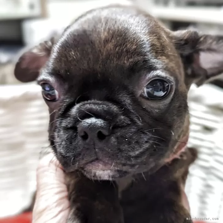 ID:2507-04788の子犬