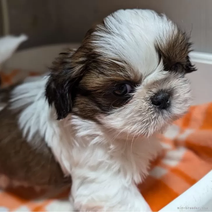 ID：2502-02371の子犬