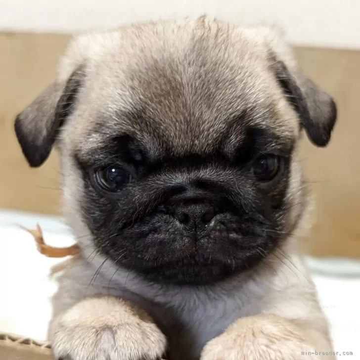 ノリ 様のお迎えした子犬
