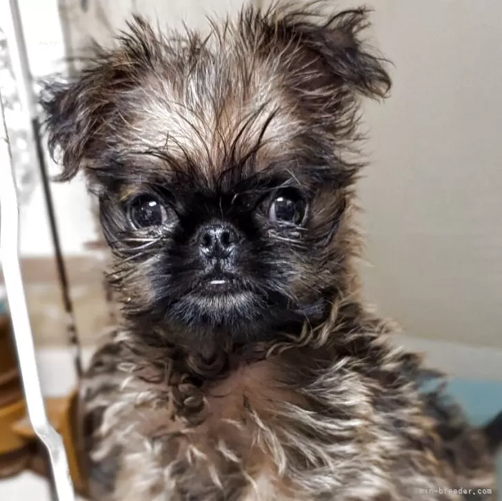 ID:2502-06532の子犬