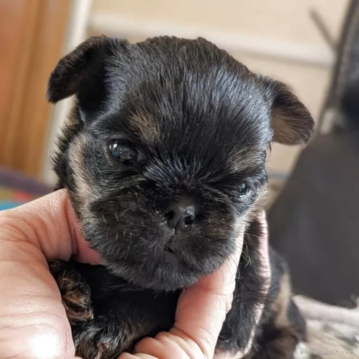 ベルジアングリフォン【愛知県・男の子・2025年11月28日・ブラック&amp;タン】の写真1