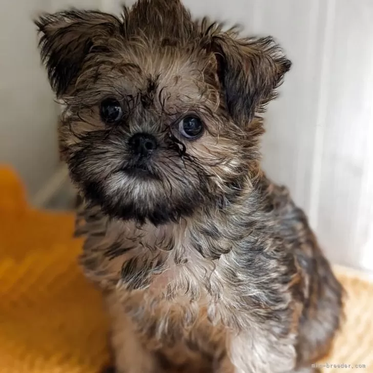 ID:2506-03920の子犬